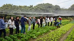 Visit to Organic Farm in Ha Pak Nai - Photo - 5