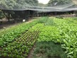 Visit to Luk Yau Yau Organic Farming  - Photo - 25