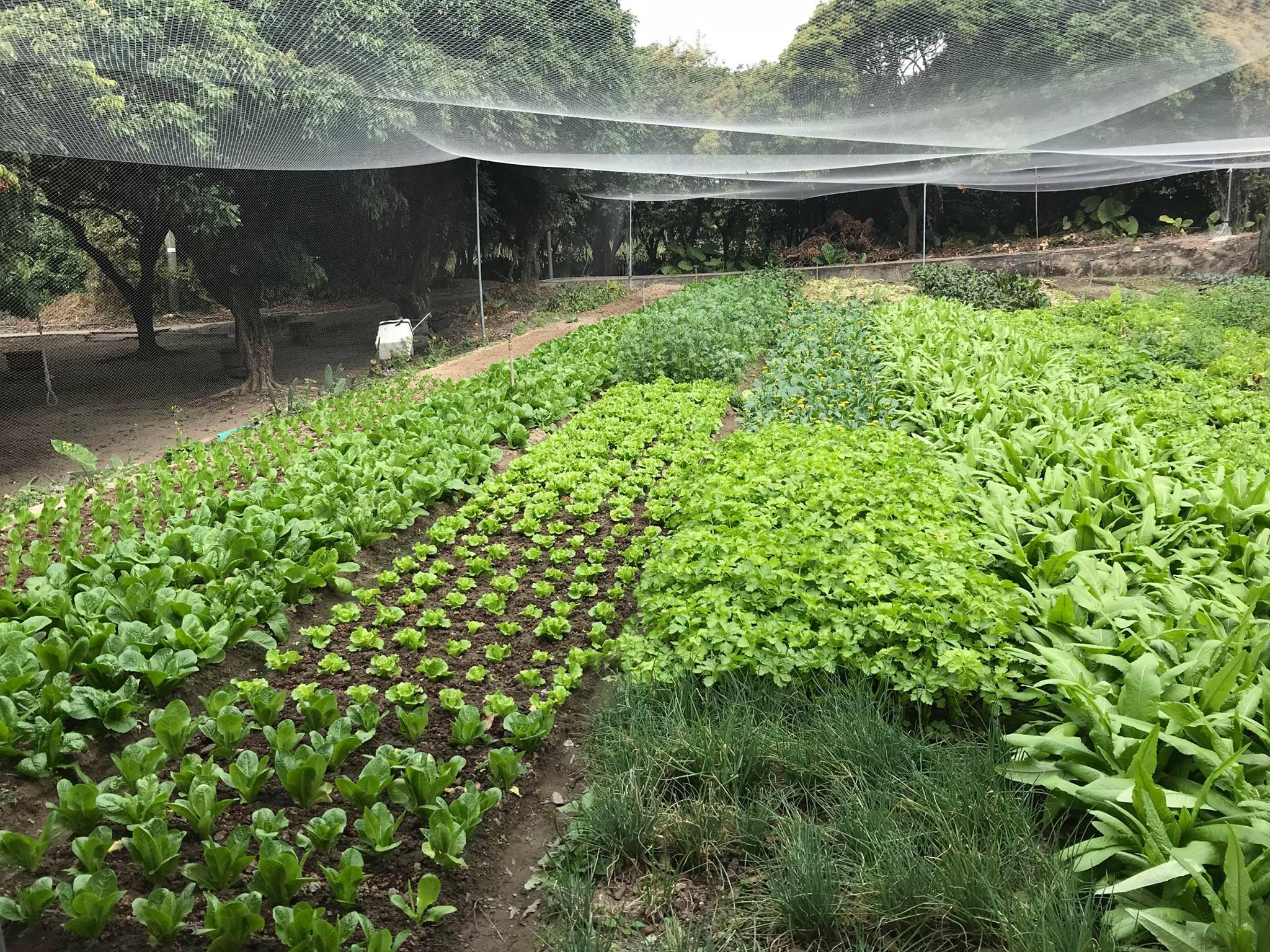 Visit to Luk Yau Yau Organic Farming  - Photo - 25