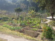 Visit to the Organic Farm Established by Produce Green Foundation (HD in Nutrition and Food Management programme) - Photo - 5